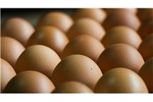 Bakterie salmonelli giną w temperaturze ok. 60 stopni Celsjusza Bakterie salmonelli giną w temperaturze ok. 60 stopni Celsjusza