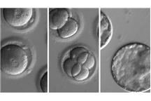 Na zdjęciu  genetycznie zmodyfikowane embriony