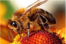 pszczoła z rodzju apis na kwiatku/Foto: Maciej Czyżewski/Wikimedia Commons