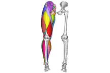 System oparty jest na zdjęciach z aparatu Roentgena i z MRI System oparty jest na zdjęciach z aparatu Roentgena i z MRI