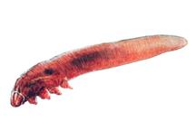 Nużeniec ludzki (Demodex folliculorum) ma zaledwie 0,3-0,4 mm długości Nużeniec ludzki (Demodex folliculorum) ma zaledwie 0,3-0,4 mm długości