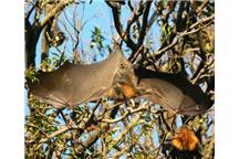 Wirus Nipah jest przenoszony przez nietoperze należące do rodzaju Pteropus Wirus Nipah jest przenoszony przez nietoperze należące do rodzaju Pteropus