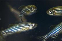 Danio pręgowany jest ważnym modelem do badań nad rozwojem Danio pręgowany jest ważnym modelem do badań nad rozwojem