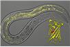 Mitochondria nicienia świecą się na żółto