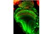 Badane muszki miały fluorescencyjne komórki mózgu
