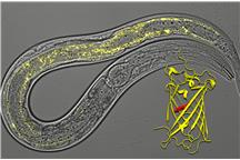 Mitochondria nicienia świecą się na żółto Mitochondria nicienia świecą się na żółto