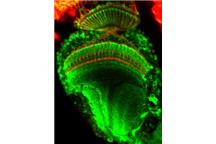 Badane muszki miały fluorescencyjne komórki mózgu Badane muszki miały fluorescencyjne komórki mózgu
