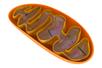 Mitochondria są centrami energetycznymi komórek