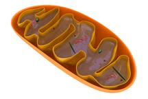 Mitochondria są centrami energetycznymi komórek Mitochondria są centrami energetycznymi komórek
