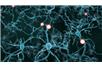 Naturalne połączenia neuronów powstają milion razy wolniej