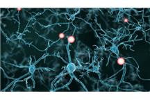 Naturalne połączenia neuronów powstają milion razy wolniej Naturalne połączenia neuronów powstają milion razy wolniej