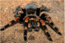 Thrixopelma pruriens występuje głównie w Peru i Chile 